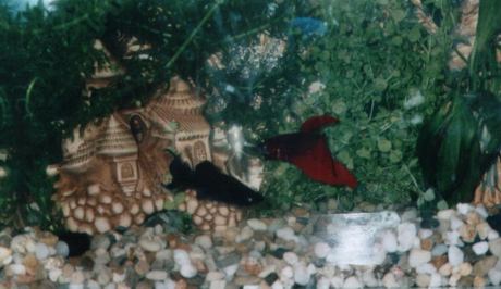 Rybki [czerwona �.p.]