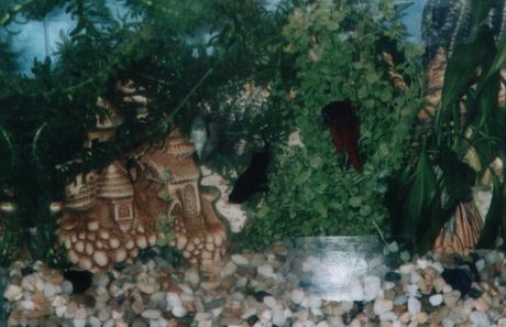 Rybki2 [czerwona �.p.]